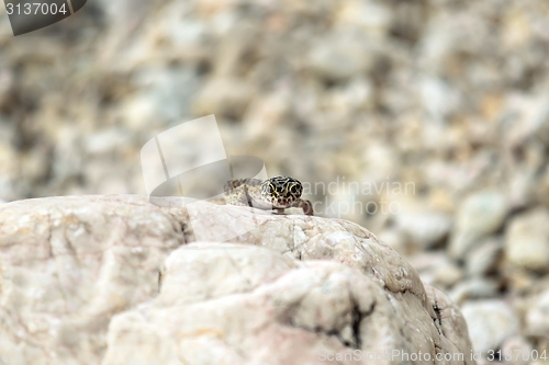 Image of Gecko lizard on rocks 