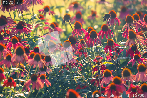 Image of Small red flowers at spring