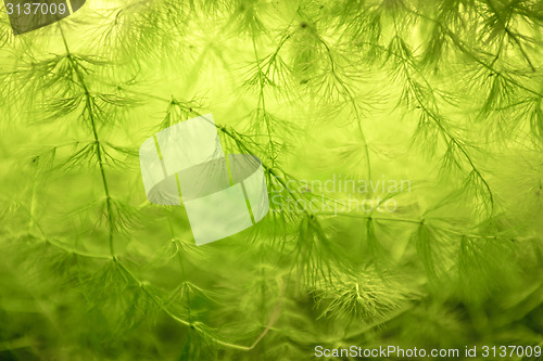 Image of Green plant closeup photo