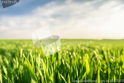 Image of Closeup photo of fresh green grass