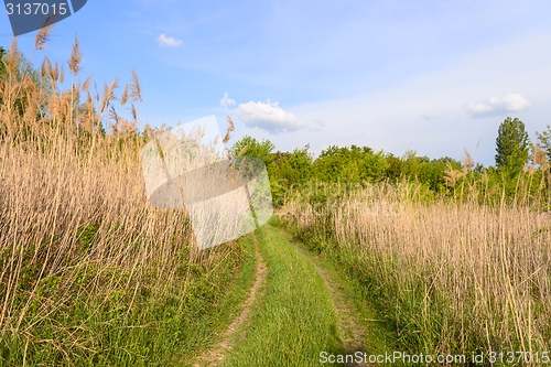 Image of Small Pathway going trough the forest