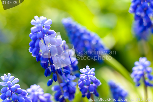 Image of Small blue flowers at spring