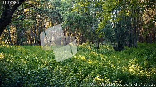 Image of Deep in the forest