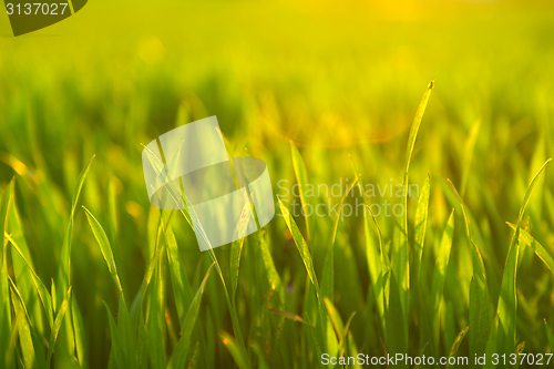 Image of Closeup photo of fresh green grass