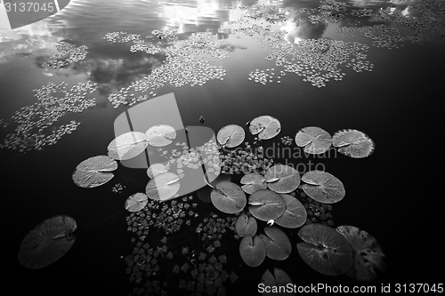 Image of Peaceful place at the pond