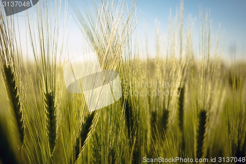Image of Closeup photo of some fresh wheat