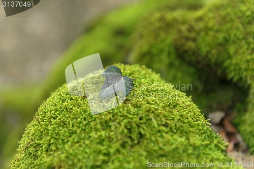 Image of Green moss isolated 