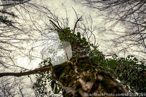 Image of Abstract hoto of some winter branches