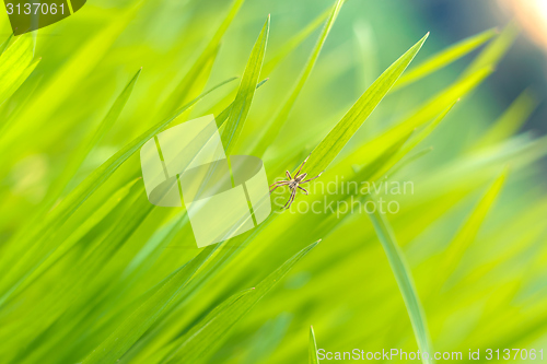 Image of Closeup photo of fresh green grass