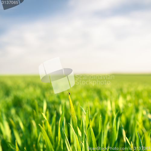 Image of Closeup photo of fresh green grass