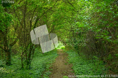 Image of Small Pathway going trough the forest