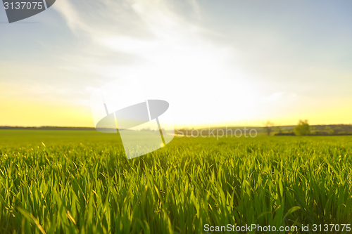 Image of Sunshine in the forest at spring