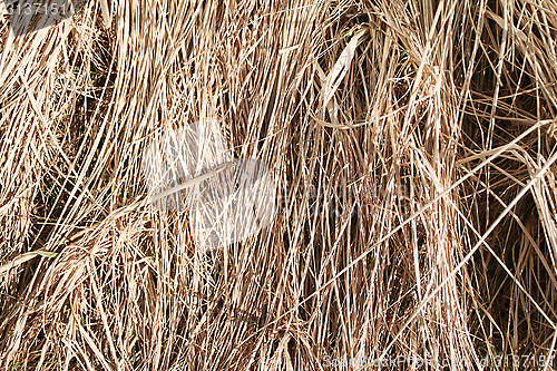 Image of Hay