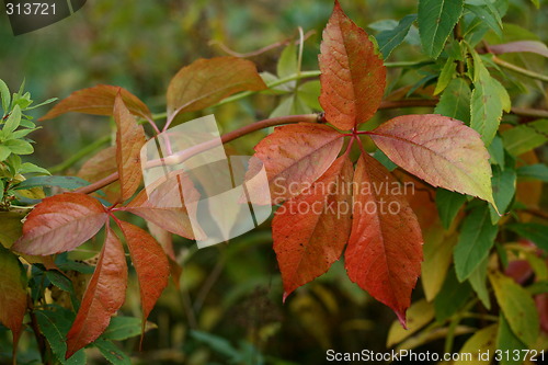 Image of Autumn leaf