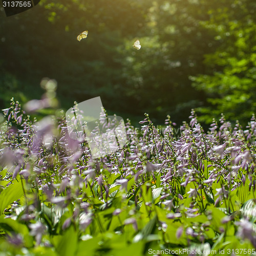 Image of two butterfly on flowers