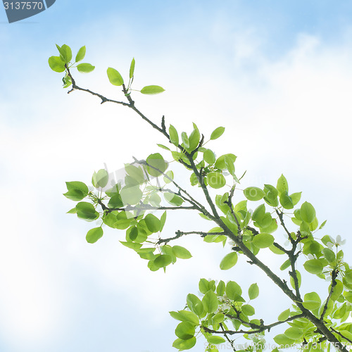 Image of Branch with green leaves against blue sky