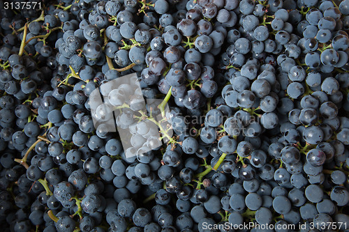 Image of background from blue grape