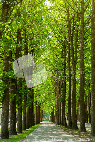 Image of Road in green park