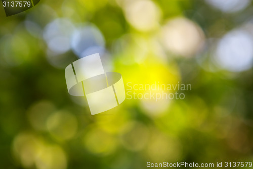 Image of abstract green background with natural bokeh