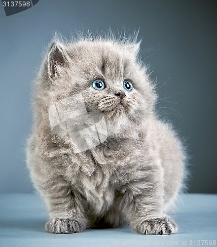 Image of british long hair kitten