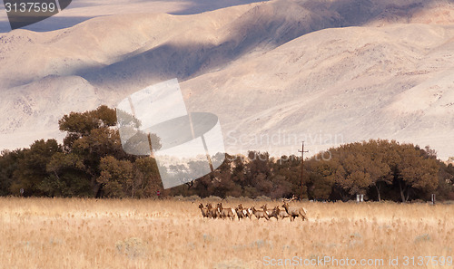 Image of Male Bull Elk Leads Female Animal Brood Mates Livestock Owens Va