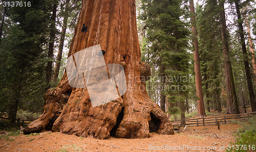 Image of Base Roots Giant Sequoia Tree Forest California