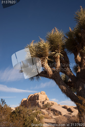 Image of Joshua Tree Sunrise Cloud Landscape California National Park