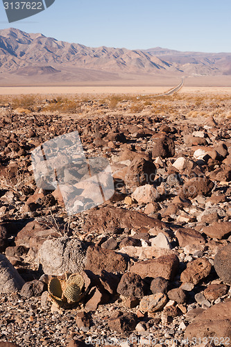 Image of Cactus and Rock Nadeau Trail  Panamint Springs Death Valley