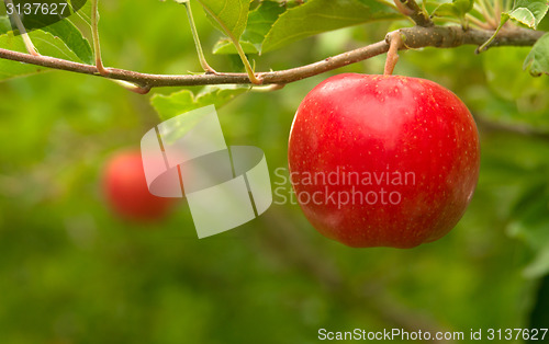 Image of An Apple Orchard Yields Fresh Fruit Washington State