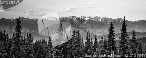 Image of Early Morning Light Olympic Mountains Hurricane Ridge