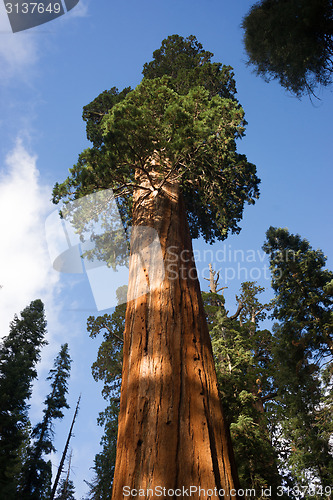 Image of Giant Ancient Seqouia Tree Kings Canyon National Park