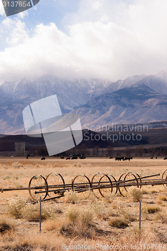 Image of Black Angus Cattle Mountain Ranch Living Livestock Farm Agricult