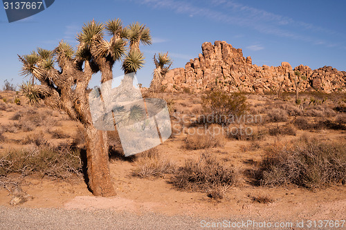 Image of Joshua Tree With Rock Formation Landscape California National Pa