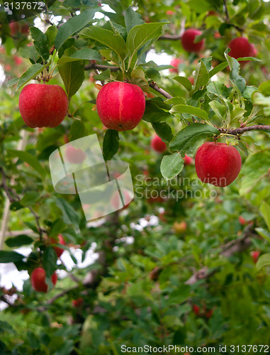 Image of Vertical composition industrial apple orchard fruit trees