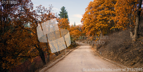 Image of Primitive Road Leads to California Woods Fall Color