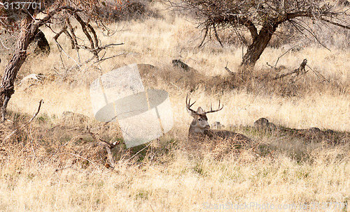 Image of A Young Male Deer Buck Lays in the Shade