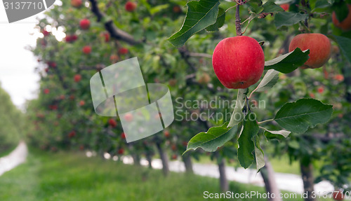 Image of An Apple Orchard Yields Fresh Fruit Washington State