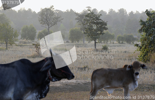 Image of ASIA THAILAND ISAN AMNAT CHAROEN