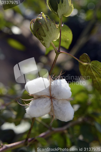 Image of ASIA THAILAND ISAN AMNAT CHAROEN