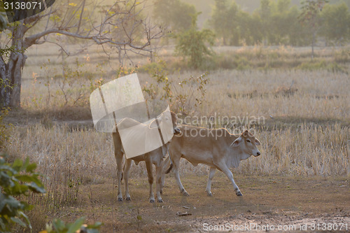 Image of ASIA THAILAND ISAN AMNAT CHAROEN