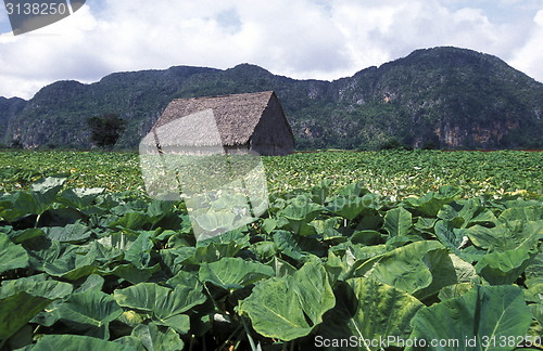 Image of AMERICA CUBA VINALES