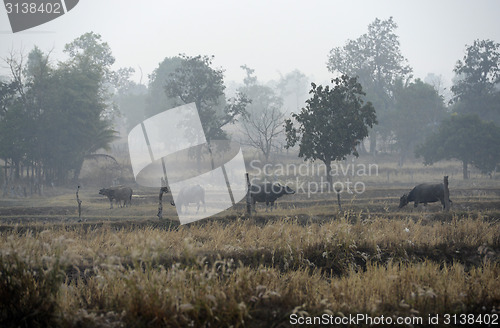 Image of ASIA THAILAND ISAN AMNAT CHAROEN