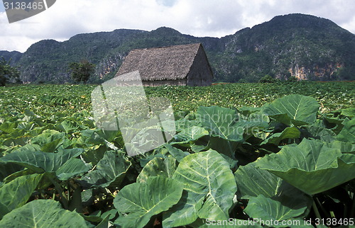 Image of AMERICA CUBA VINALES