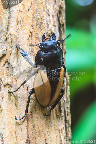 Image of insect, beetle, bug, in genus Odontolabis