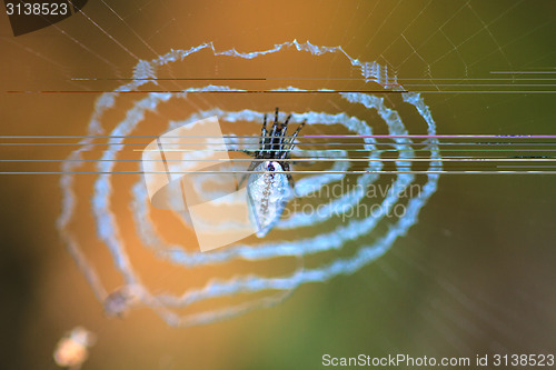 Image of Spider on the web.