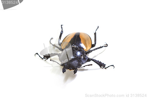 Image of insect, beetle, bug, in genus Odontolabis