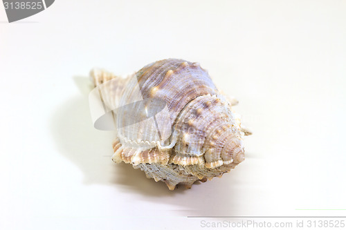 Image of sea shell isolated on white 