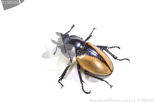 Image of insect, beetle, bug, in genus Odontolabis