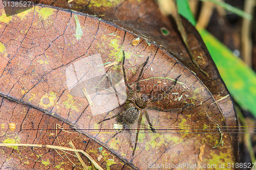 Image of spider in forest