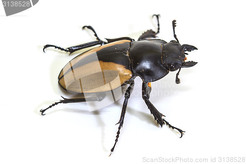Image of insect, beetle, bug, in genus Odontolabis